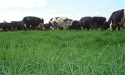 A importância do controle parasitário nos bovinos leiteiros