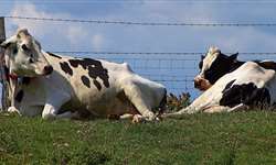 ILPF: Como melhorar o conforto térmico das vacas leiteiras