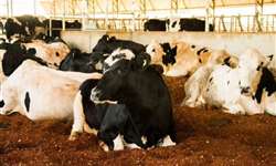 Fórum MilkPoint Mercado: produtores analisam crescimento dos compost barns no Brasil