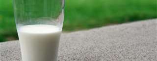 Como monitorar e melhorar o teor de gordura do leite?