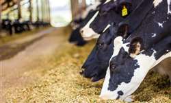 Silagem pré-secada na dieta de vacas leiteiras