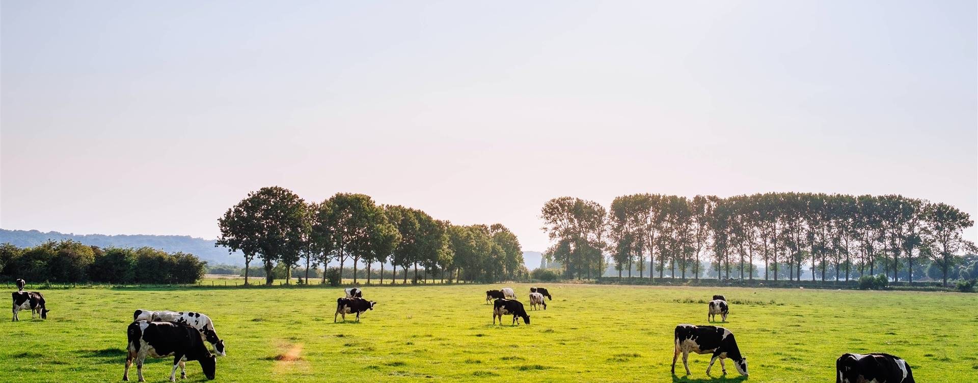 NZ: maior grupo de produção leiteira vende 14 fazendas