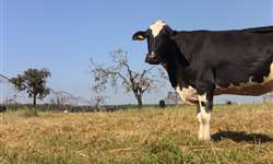 RS: falta de pastagens e preço das rações afetam produção de leite