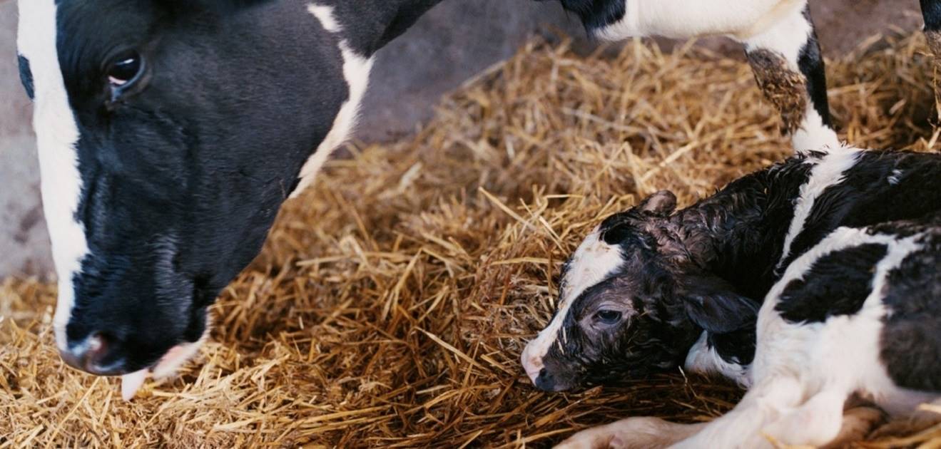 Como cuidar de bezerras recém-nascidas e vacas no pós-parto?