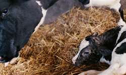 Como cuidar de bezerras recém-nascidas e vacas no pós-parto?