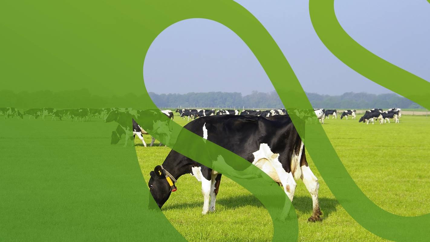 Nutrição de vacas leiteiras no Interleite: saiba quem estará no painel!