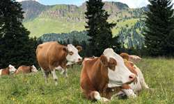 Retenção de placenta em vacas: fisiologia e tratamento