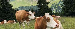 Retenção de placenta em vacas: fisiologia e tratamento