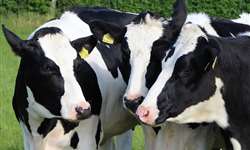 Vacas de máscara: tecnologia reduz 50% da emissão de metano