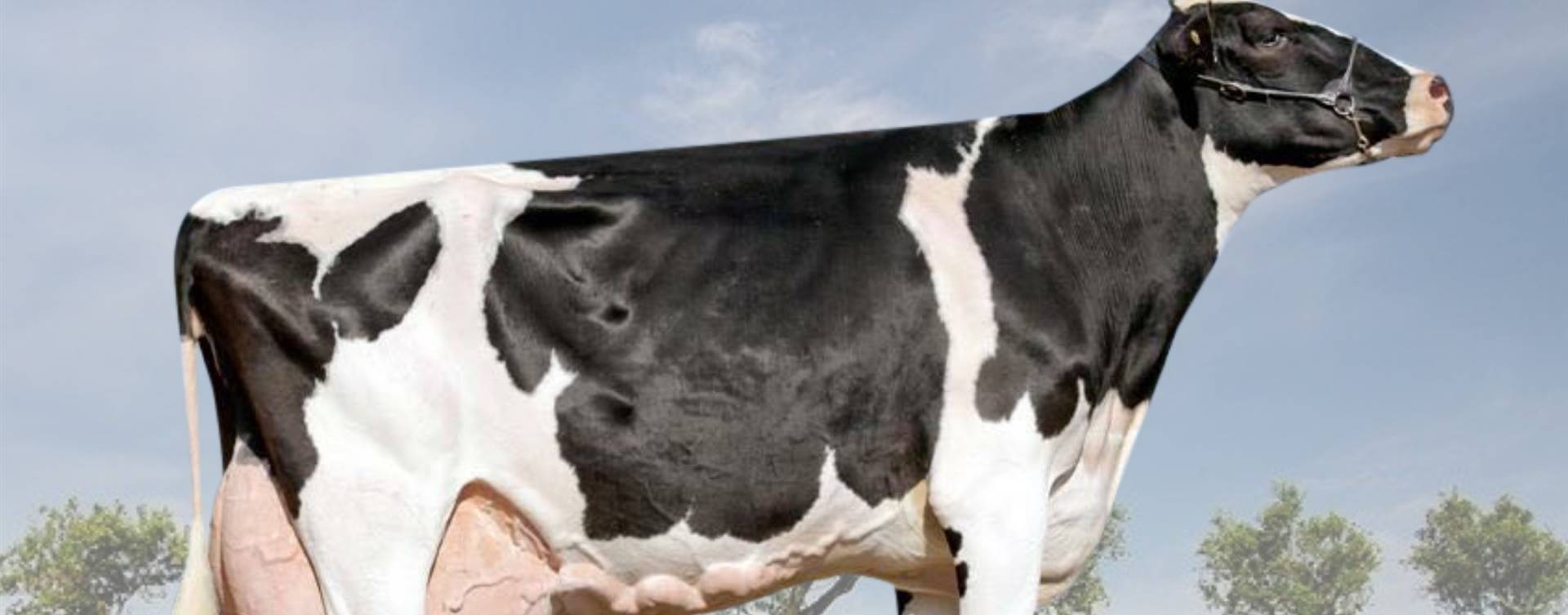 Vaca brasileira bate recorde de produção de leite da América Latina