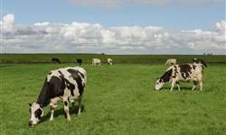 Produção de leite: reforço nas pastagens ajuda a otimizar custos