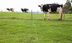 Estudo avaliará biosseguridade de rebanho bovino gaúcho
