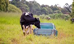 Por que priorizar alimentos seguros para alimentar vacas leiteiras?