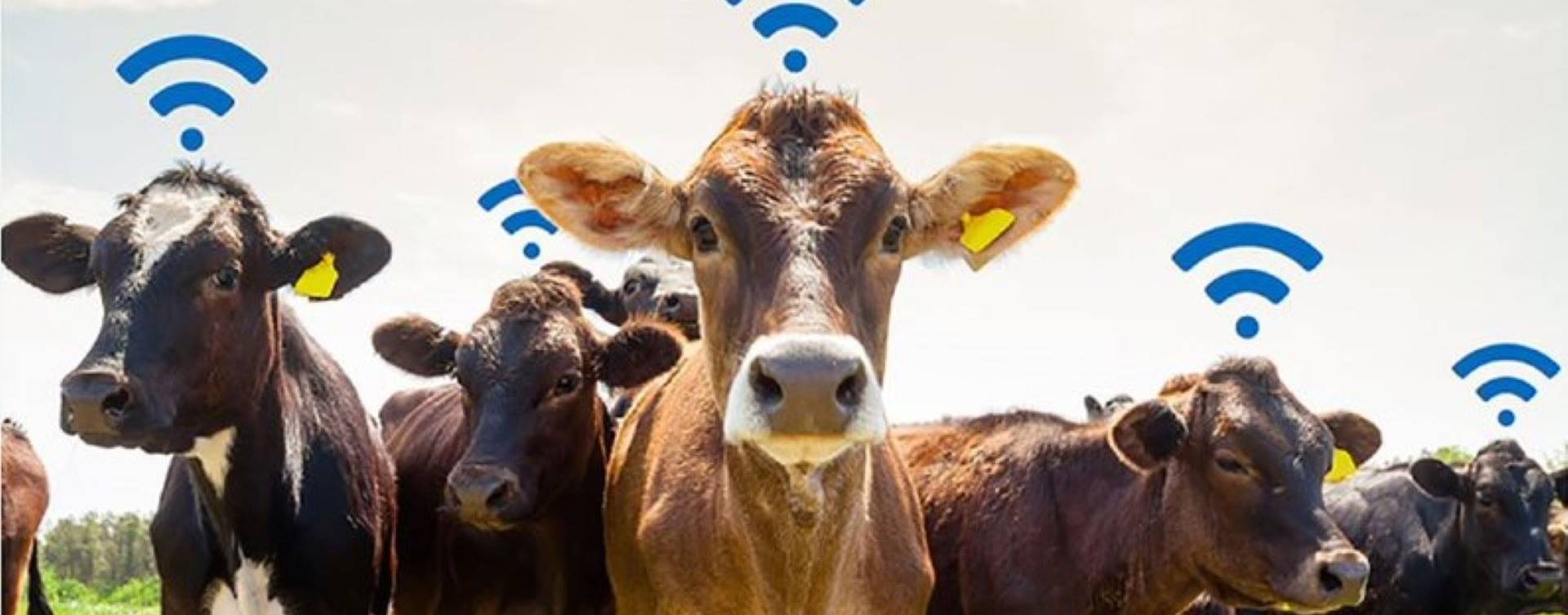 Tecnologia na produção de leite: futuro digital e sustentável