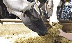 Acidose e os impactos na produção de leite