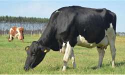 Bem-estar animal: como prover as melhores condições para vacas leiteiras?