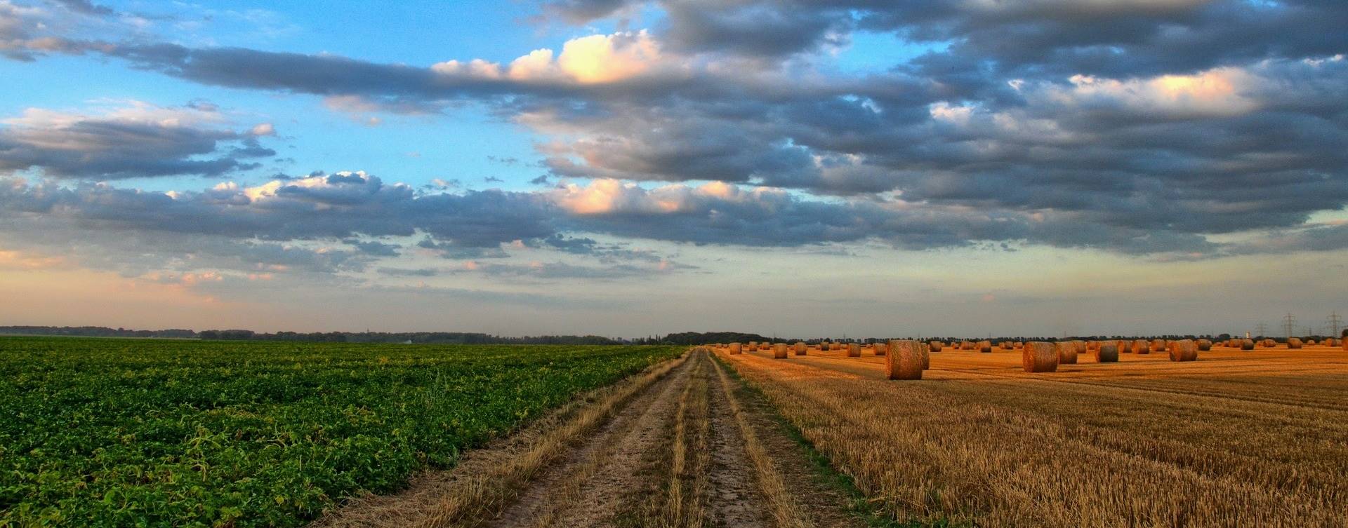 Valor da Produção Agropecuária de 2021 é estimado em R$ 1,099 trilhão