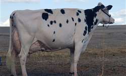 Vaca holandesa de Arapoti (PR) recebe pontuação máxima e inédita no Brasil