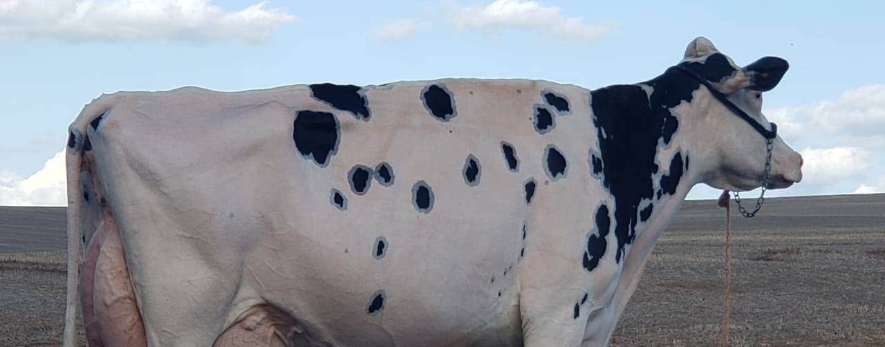 Vaca holandesa de Arapoti (PR) recebe pontuação máxima e inédita no Brasil