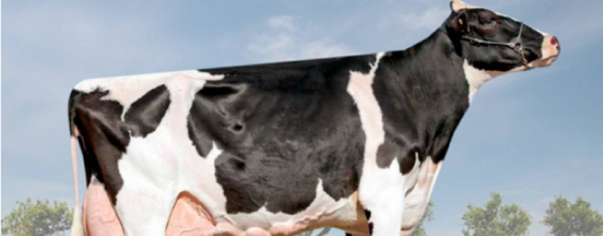 PR: vaca é reconhecida pela maior produção de leite da América Latina