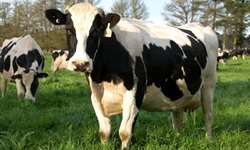 Cuidado com o teor de energia para vacas no pré-parto