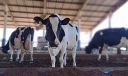 A importância do manejo para prevenção de doenças em vacas leiteiras
