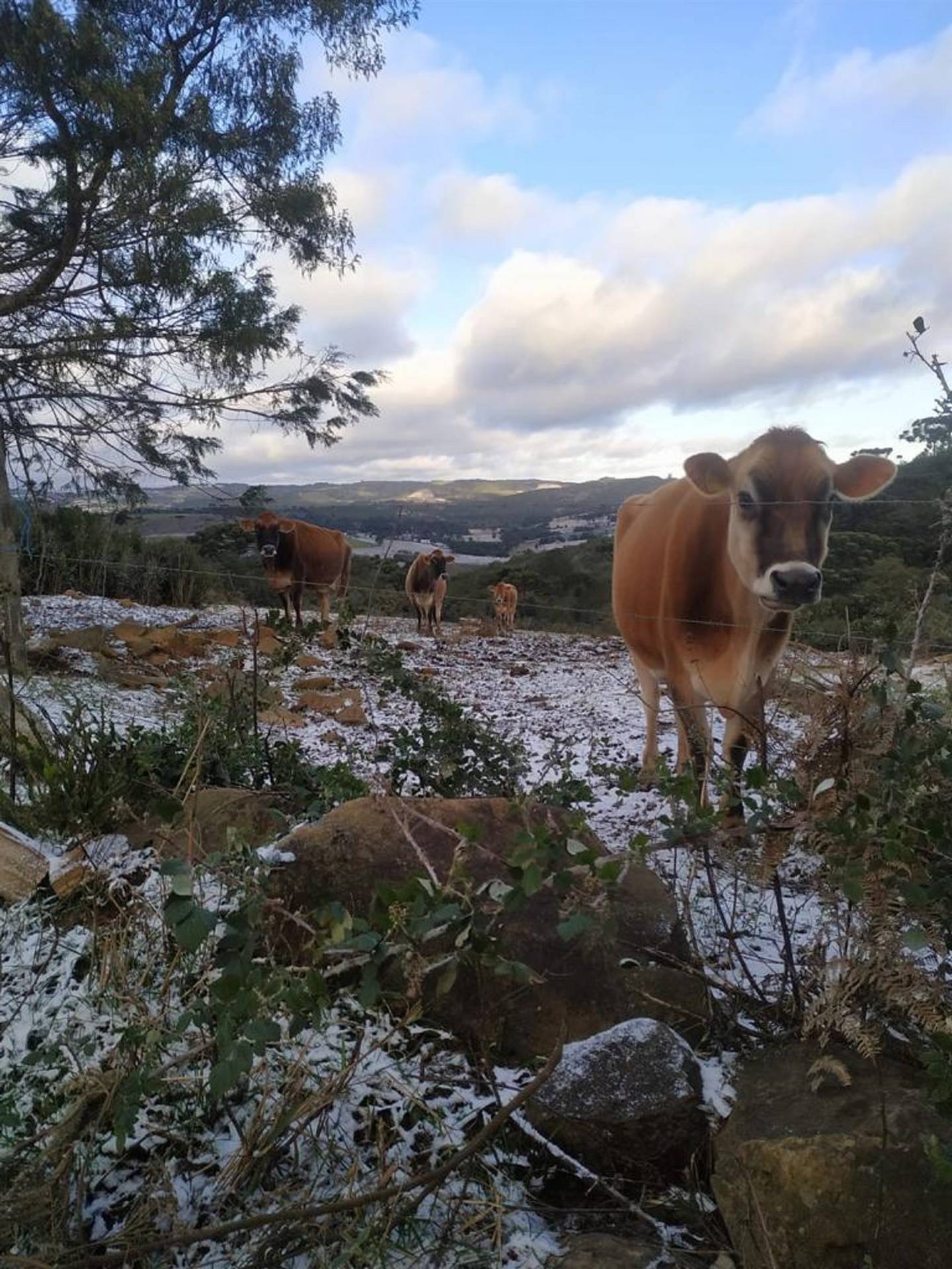 Neve chega em propriedade leiteira de Santa Catarina