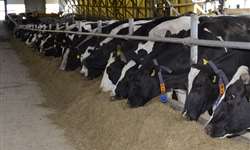 Eficiência alimentar de vacas leiteiras melhora com uso de óleos essenciais