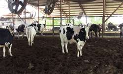 Compost Barn: projeto e dimensionamento para gado leiteiro