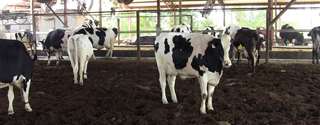 Compost Barn: projeto e dimensionamento para gado leiteiro