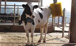 Como proporcionar um ambiente tranquilo e sem estresse para as vacas leiteiras?