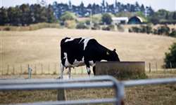 Exclusivo - MilkPoint na Nova Zelândia: produtores sofrem com a seca