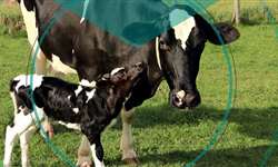 Direto ao Ponto Saúde: cuidados no pós-parto de vacas leiteiras