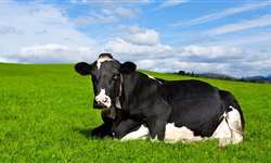 Como promover conforto, bem-estar animal e produtividade na propriedade leiteira?