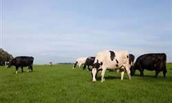 Você sabe como manejar suas vacas no período de transição?