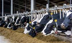 Metionina protegida: aumento de produção e melhora na composição do leite