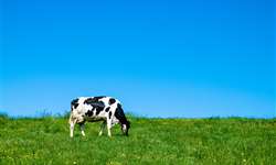 Como manter alto consumo de alimento em vacas pós-parto