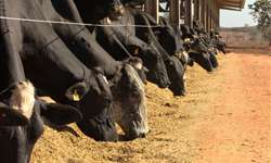 Quais os níveis de proteína e energia para vacas secas?
