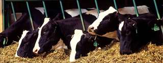 Fibra efetiva em dietas de vacas leiteiras - parte I