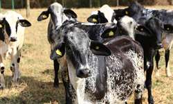 Os problemas do nível de ferro das dietas de vacas em lactação