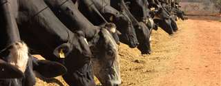 Efeito da monensina na produção de vacas holandesas
