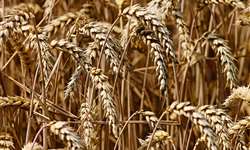 Farelo de trigo pode substituir milho para vacas em lactação?