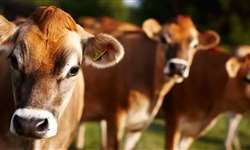 Período de transição: alimentação e manejo de vacas leiteiras