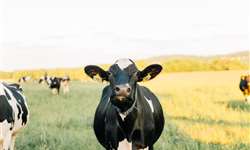 Manejo alimentar visando reduzir acidose ruminal e laminite em vacas leiteiras