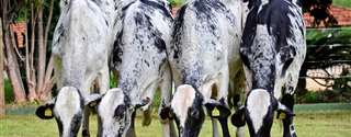Sincronização da ovulação em vacas leiteiras utilizando PGF2a e GnRH (Ovsynch)