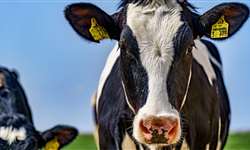 Utilização de HCG ou GnRH, 5 dias pós IA, pode elevar taxa de concepção de vacas leiteiras