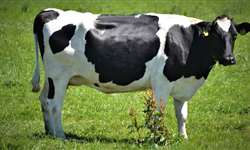 bST pode auxiliar no aumento da eficiência reprodutiva de vacas leiteiras? 3ª parte