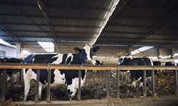 Substituição da soja por uréia ou amiréia para vacas em final de lactação