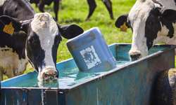 Minerais na água pode prejudicar vacas em transição