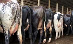 Detecção de subfertilidade em vacas por medidas anatômicas da região pélvica e do aparelho genital